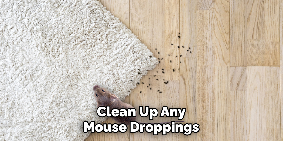 Clean Up Any Mouse Droppings