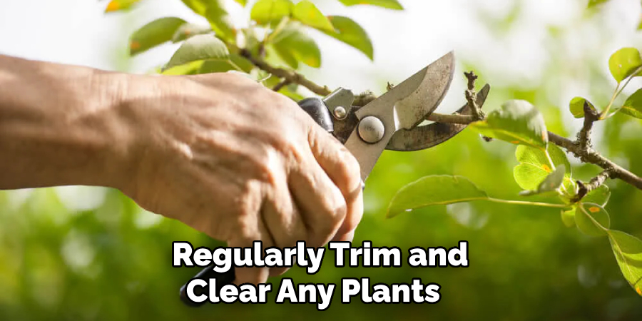  Regularly Trim and Clear Any Plants 