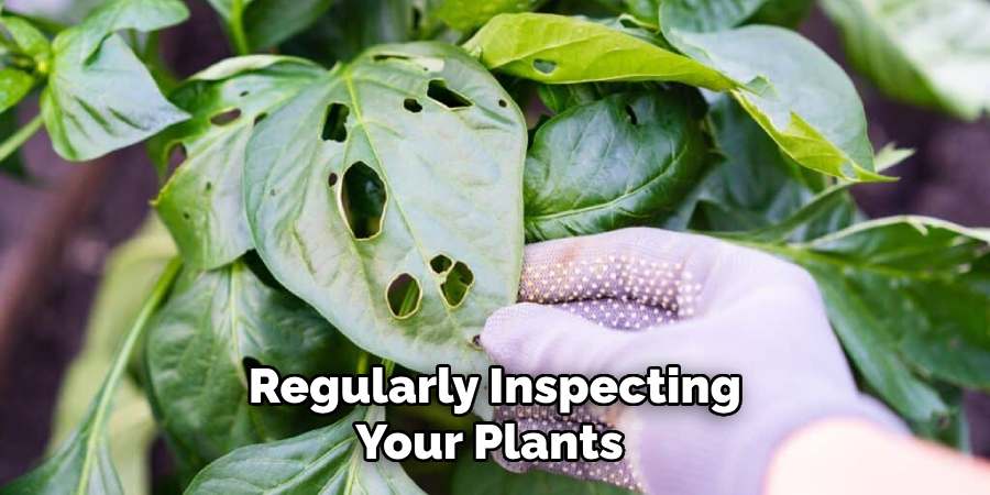 Regularly Inspecting Your Plants